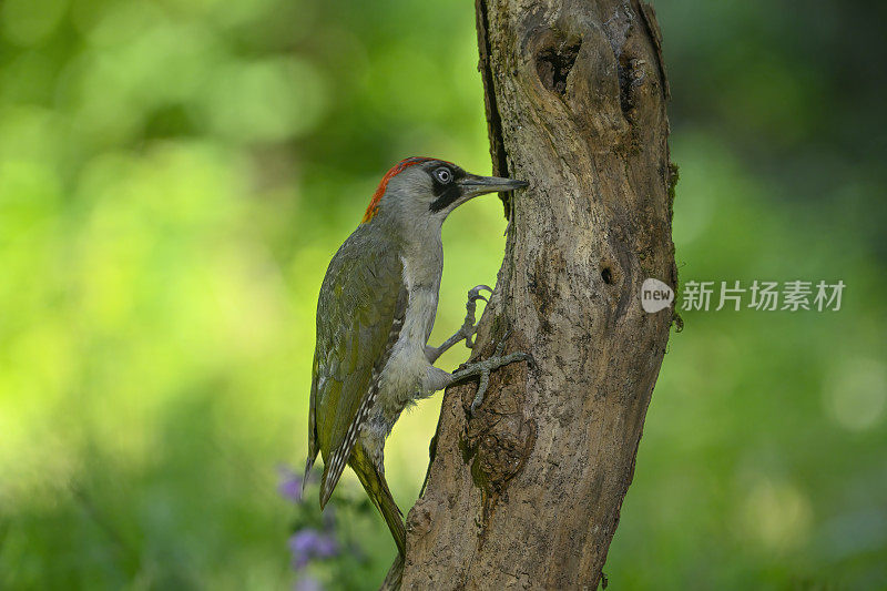 啄木鸟(Picus viridis)